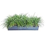 Mondo Grass 18 Pack - Evergreen Groundcover - Full Sun to Part Sun Live Outdoor Plant Loropetalum Grass Plugs