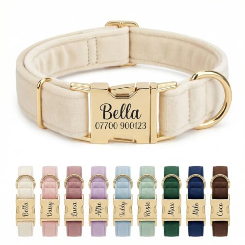 Personalised Velvet Dog Collar UK Engraved Gold Buckle Luxury Padded Soft Collar for Small Medium Large Dogs | Custom Name ID Tag 18 Colours Available | Cream White
