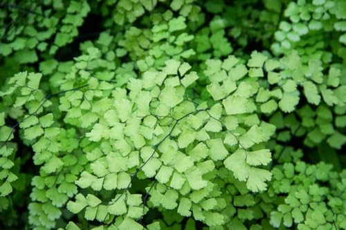Fern Plant Pot, Maidenhair Fern Plant Live, 3.5 Inc Potted, Live Fern Plant, Fern Plant Live, Ready to Plant Fern Plant Pot, Maidenhair Fern Plant Live, 3.5 Inc Potted, Live Fern Plant, Fern Plant Live, Ready to Plant