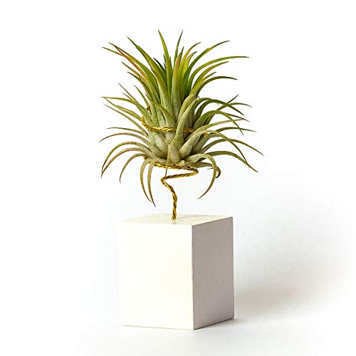 PLANDAIRE Plantas de Interior para Decorar la Oficina Escritorio Estudio fáciles de cuidar Tillandsia Ionantha Rubra (Soporte Incluido) (Blanco) Cover