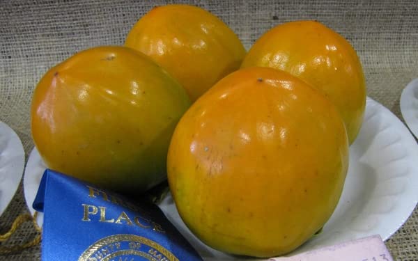 M-Tech Gardens Rare Hybrid Persimmon " Hachiya " Exotic 5 Fruit Seeds for Growing (B0BNPQJ251) Amazon Price History, Amazon Price Tracker