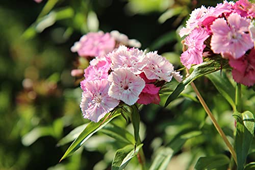 Graines Œillet des poètes double varié - sachet d'environ 1000 graines - Dianthus/barbathus/Caryophyllaceae - Graines de style