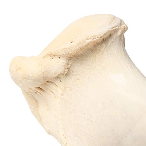 Image of 3B Scientific GmbH T30067 Mammal Humerus Bones