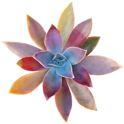 Graptoveria Fred Ives 2 inch Grower Pot (2 inch Grower