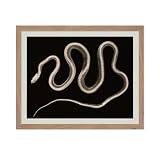 Monem Art Vintage Snake Poster - Retro X-Ray Snake Print - Serpent Art - Reptile Art - Gift for Him, Her, Animal Lover - Wall Decor for Bedroom, Living Room, Office, 11x14 Beige Framed -  Monem Art Studio