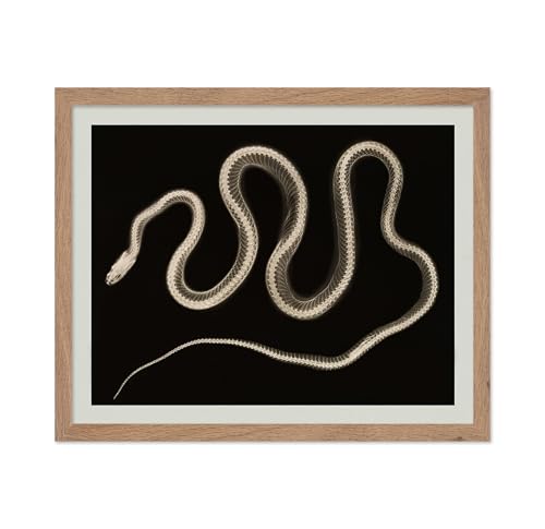 Monem Art Vintage Snake Poster - Retro X-Ray Snake Print - Serpent Art - Reptile Art - Gift for Him, Her, Animal Lover - Wall Decor for Bedroom, Living Room, Office, 11x14 Beige Framed -  Monem Art Studio