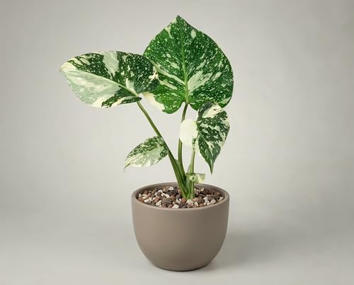 Monstera Thai Constellation - 6 cm Topf - Variegata Zimmerpflanze mit Sternenmuster - Cremigweiße Variegation aus Gewebekultur - Ca. 15 cm - Sammlerpflanze - Lieferung ohne Übertopf