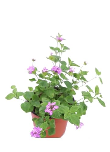 Lantana Montevidensis Natural Planta Tapizante de Fácil Cuidado para Jardines Encantadores