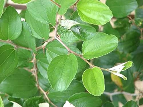Image of Indian jujube leaves Ber patta Barakoli patra Live Leaf's