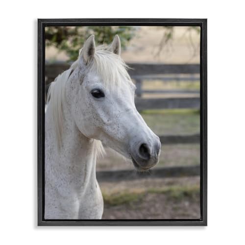 Elegant White Spotted Horse, 16 x 20 Inch Canvas in Floater Frame