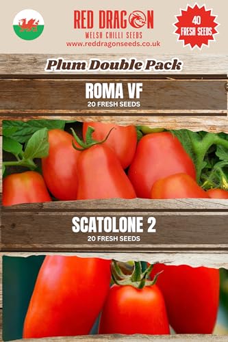 Plum Tomato Seeds Double Pack - Roma VF and Scatolone 2 Seeds - 40 Fresh Seeds