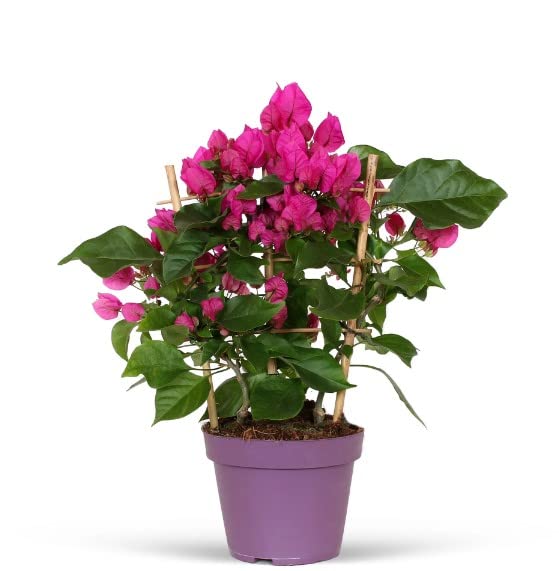 DECOALIVE Buganvilla PREMIUM Seto de Exterior Planta Trepadora Natural