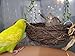 Lucky Interests Natural Rattan Nest, Hanging Parrot Hammock with Coconut Fiber, Bird Swing Toys Resting Breeding Place Bird Perch Stand Toys for Small to Medium Bird Parakeets Cockatiels