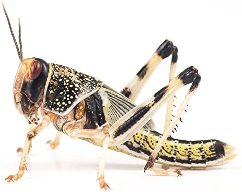 Livefoods4u Live Locusts Large x 100 (20-35mm) Reptile Livefood Bulk Bag