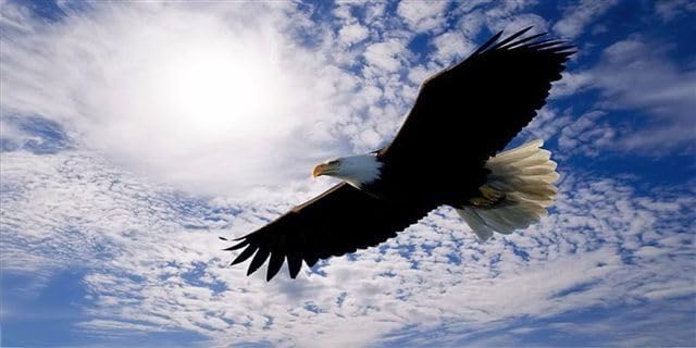 Soaring Eagle with Clouds License Plate Free Personalization on This Plate