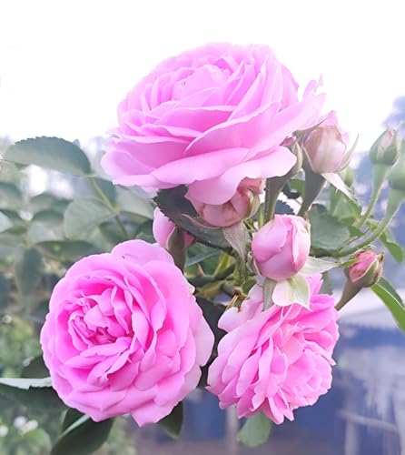 Image of Beautiful Home Garden Climbing Pink Rose Flower Tree Plant For Home Garden Outdoor Indoor Plant Natural and Organic (Without Pot)