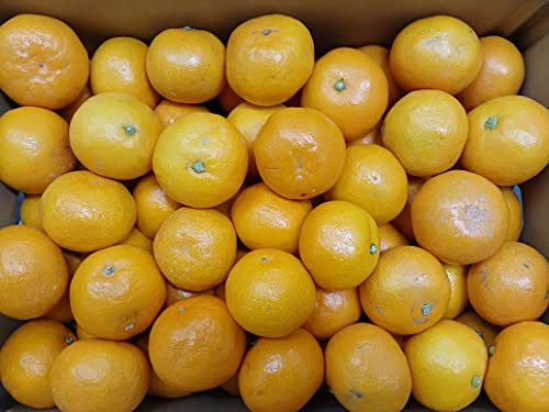 高知産山北みかんM〜Sサイズ10kgお徳用