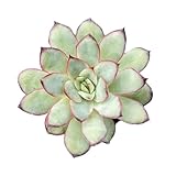 Live Succulent Echeveria 'Mexican pulidonis', Approx 2-inch Large, Potted Succulents, Fully Rooted, Easy Care House Plants