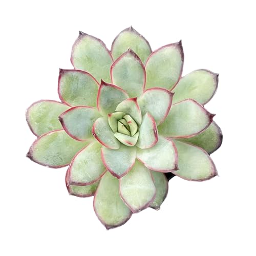 Live Succulent Echeveria 'Mexican pulidonis', Approx 2-inch Large, Potted Succulents,