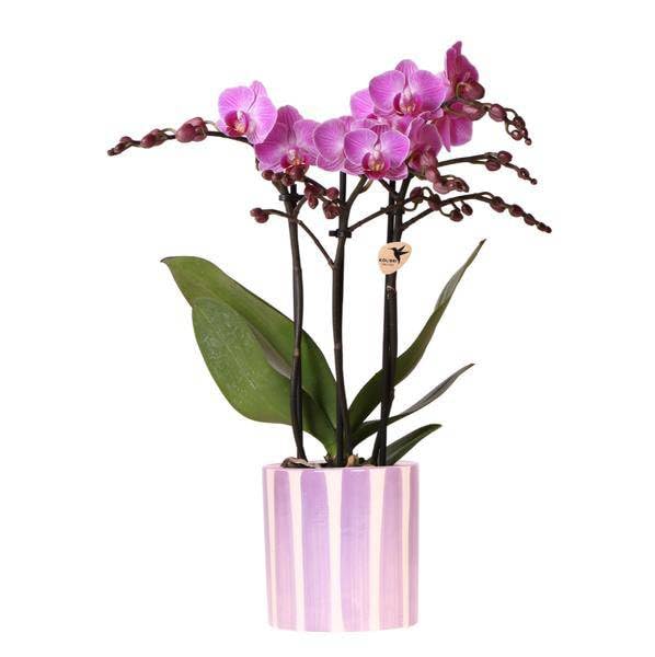 Phalaenopsis Orquídea Vienna – Lila – Incluye maceta pintada a rayas moradas de 9 cm de diámetro – Planta de interior con 2 – 3 tallos – Maceta de diseño de orquídea elegante