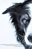 seltene haustiere kaufen  Ein Border Collie bleibt selten allein: aus dem Leben eines Mehrhundehalters