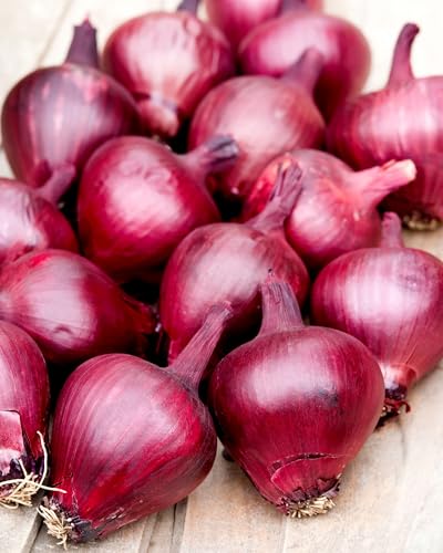 Onion Spring Lilia Dual Purpose Italian Variety Grow as Salad Onion or Bulb Strong Flavour Deep Red Core Perfect for Harvesting or Storing 1x Seed Packet by Thompson and Morgan - Image 2