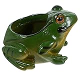 Récipients en verre pour terrarium : des couleurs vives, détaillées et accrocheuses rendent votre jardin votre cour pleine de vitalité.