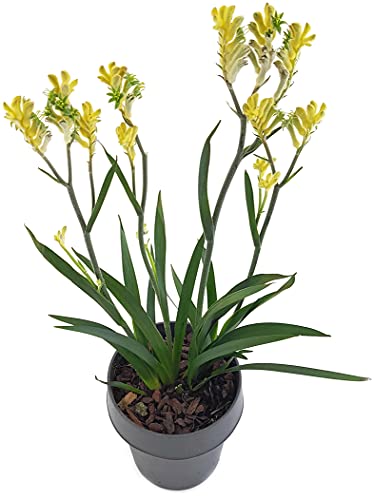 Känguruhpfötchen - Anigozanthos - pflegeleichte Zimmerpflanze - für warme Monate Terrasse/Balkon möglich - Kangaroo Paw Australiens Schönheit für zu Hause (Gelb)