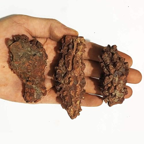 Image of Coprolite Authentic Prehistoric 0.55 Lbs Natural Fossilized Mineral Dung Stone Specimen Length 2-4 inch Dinosaur Coprolite Feces Trace Fossil (Information Card Included)