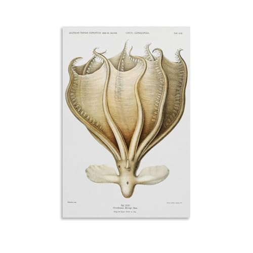 Octopus Illustration by Carl Chun Canvas Print Poster�C���e���A�f�U�C���A�A�[�g�v�����g�̑����A�����̐V�����Ƃ̑��蕨�̂��߂̔������|�X�^�[24x36inch(60x90cm) Unframe-style