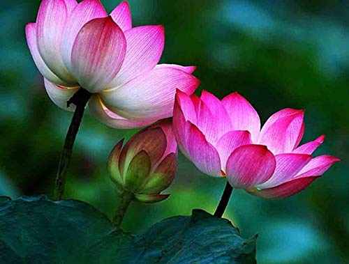 GreenlyOrganic Lotus Seeds, Perfect for Home Decor, Garden Decor and Gift (10 Seeds)