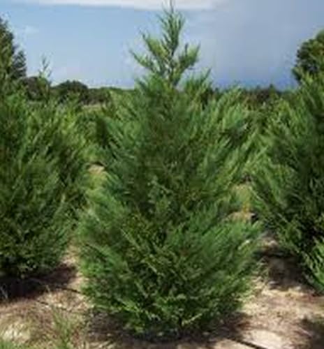 How to bonsai leylandii
