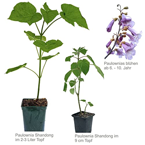Blauglockenbaum Paulownia SHANDONG schnellwachsend - auch bekannt als Kiri-Baum, Kaiserbaum mit blauvioletten & glockenförmigen Blüten als Wertholz & Schattenbaum (2x 9 cm-Topf)