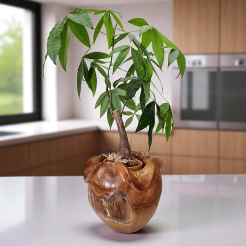 Wurzelholz Übertopf aus massivem Teak – Handgefertigter Blumentopf / Pflanztopf in 2 Größen aus Indonesien – Naturprodukt aus Holz – Holztopf für Zimmerpflanzen – Dekoration im Asia Stil (Klein)