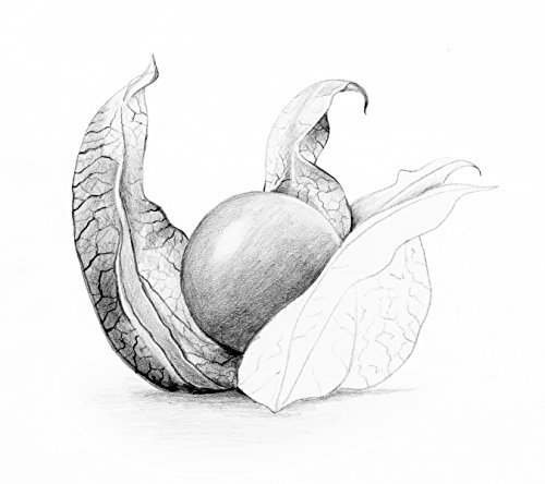 グラファイト鉛筆画。 Amazon | グラファイトスケッチ鉛筆セット スケッチ鉛筆 描画用