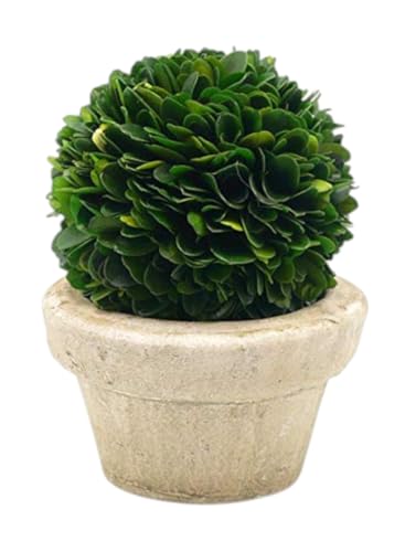 Serene Spaces Living Preserved Boxwood Ball with Small Pot – Boxwood in Planters, Preserved Plant for Boxwood Table Decor, Centerpiece, Measures 5.5' Tall & 4' Diameter, Single