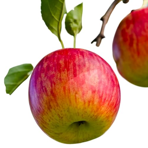 Fuji Apple Tree – Live Semi-Dwarf Fruit Tree, Sweet Crisp Apples, Cold-Hardy Variety for Home Orchards & Edible Landscaping (5 Gallon/Potted/Single Plant)