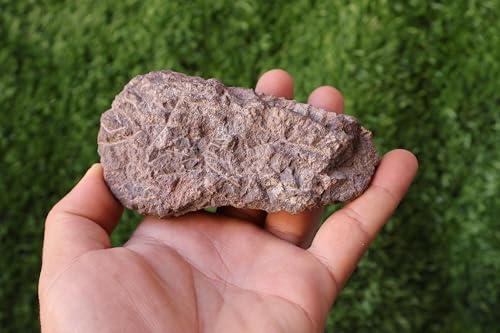 Image of Calymene Trilobite Flexicalymene Trilobite Ordovician Fossil Trilobites A217