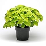 Outsidepride Versa Lime Coleus Seeds for Planting - 10 Pcs Annual, Compact, & Easy to Grow, Flower Seeds with Serrated Foliage, Ideal for Shaded Areas, Containers, Borders, & Gardens