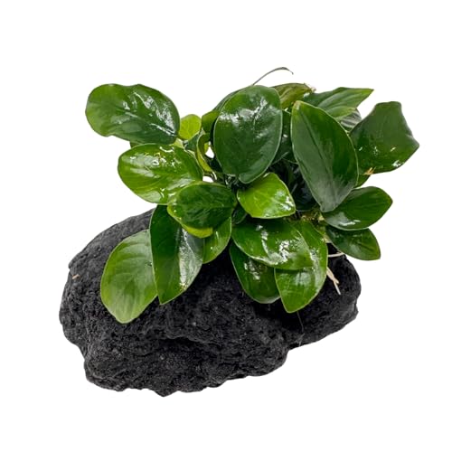 WASSERPFLANZEN WOLFF - Schwarzer Lavastein mit Zwerg-Speerblatt - Anubias nana | Robuste Vordergrund Aquariumpflanze | Aufsitzerpflanze | barschfest & pflegeleicht