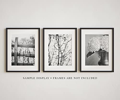 Lisa Russo Fine Art - Black And White Wall Art Set Of 3 Prints, Unframed, Black And White Pictures For Country Minimalist Nature Wall Decor, Rustic Black And White Photographs (5X7" Prints) #TOP1