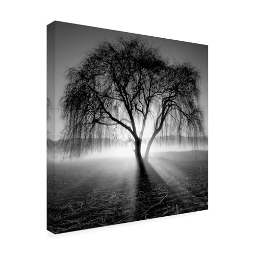 Wrapped Canvas Wall Art - Moises Levy 'Lightning Tree I' Wall Art for Living Room, Bedroom, or Office Décor - 18x18 by Trademark Fine Art - Used condition - US$25.29