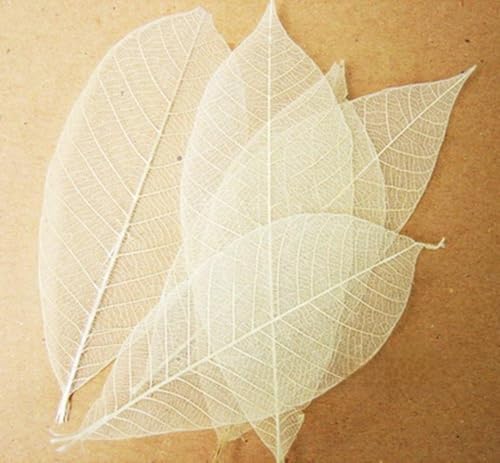 Pack of 100 Omin Brand Natural Rubber Tree Skeleton Leaves Decorative DIY Craft Leaf Kits 5.5 - 6 Inch Height Approx with Ziplock Package (Cream)