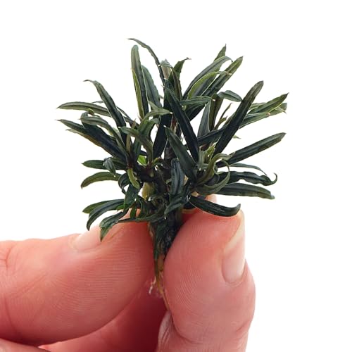 K2AQUA Bucephalandra Filiformis Rare Live Aquarium Plants Fine Narrow Iridescent Green Leaves Easy Care Epiphyte Foreground Midground Freshwater Tropical Tank Shrimp Safe