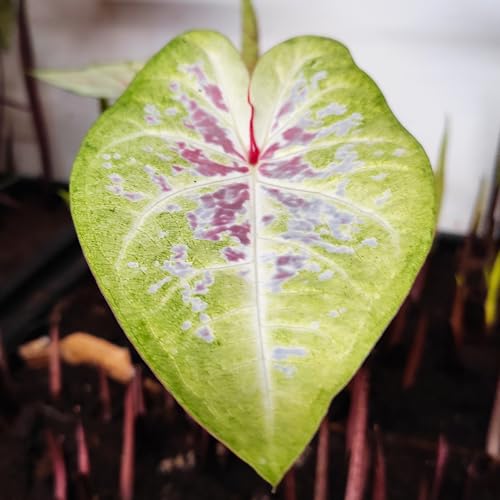 Caladienwiebeln : Caladium ' Sea Foam Pink ® ' Buntwurz, Buntblatt, Kaladie (1 Blumenzwiebeln/Knolle/Rhizom)