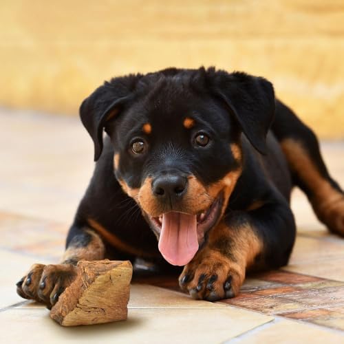 Wildfang® Kauwurzel aus Baumheide für Hunde, Größe S - Natürliches Kauspielzeug Hund, splitterfreies Hundespielzeug unzerstörbar zur Zahnpflege Hund & Welpenspielzeug (für Hunde unter 15 kg), 1 Stück