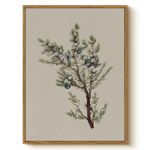 Vintage Juniper Berry Canvas Print Framed Wall...