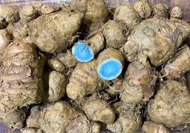 Kali Haldi (Zedoary Root), Narkachur, Nar Kachur, Black Turmeric for Laxmi Pooja, Wealth Attraction, Vastu Dosha Removal Pack of 100 Grams Diwali Tantra Pooja Deepawai Pujan 100g