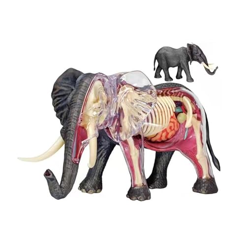 Modèle d'anatomie d'éléphant 4D haute précision scientifique - 2