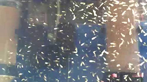 A.d.p. Uth Fish Food Fresh Artemia Cysts Brine Shrimp 45 G. Tropical Fish Food Grow Faster & Color Enhancer Slow Sinking Like Pellets High Protein 56% For All Baby Fry Newborn Fish Feed & Small Fish #TOP5